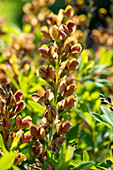 Indigolupine (Baptisia australis) 'Caramel'