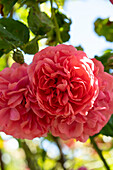 Kletterose (Rosa) 'Pink Cloud'