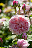 Rose (Rosa) 'Leonardo da Vinci'
