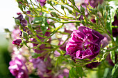 Kletterrose (Rosa) 'Purple Skyliner'