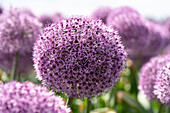 Zierlauch (Allium) 'Party Balloons'