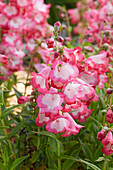 Bartfaden (Penstemon) 'PepTalk Hot Pink'