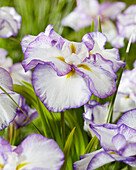 Japanische Sumpf-Schwertlilie (Iris ensata) 'Light at Dawn'