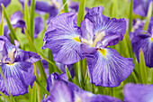 Japanische Sumpf-Schwertlilie (Iris ensata) 'Pleasant Journey'