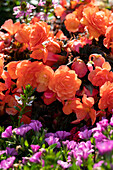 Mixed bedding plants