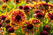 Gaillardia SpinTop Mariachi Copper Sun