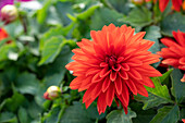 Dahlie (Dahlia) 'Hypnotica Red'