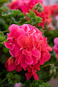 Pelargonie (Pelargonium) 'Great Ballsof Fire Melon'