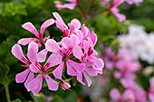 Pelargonium peltatum Grand Idols Pink