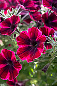 Petunie (Petunia) 'Sweetunia Suzie Storm'