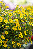 Husarenknopf (Sanvitalia procumbens) 'Sunvy Trailing Yellow'