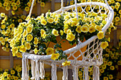 Petunia grandiflora Bees Knees