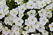 Großblumige Petunie (Petunia grandiflora) 'ColorRush White'