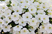 Großblumige Petunie (Petunia grandiflora) 'ColorRush White'