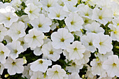 Petunia grandiflora ColorRush White