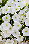 Großblumige Petunie (Petunia grandiflora) 'ColorRush White'