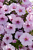 Großblumige Petunie (Petunia grandiflora) 'ColorRush Pink Vein'