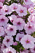 Petunia grandiflora ColorRush Pink Vein