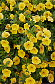 Kleinblütige Petunie (Calibrachoa parviflora) 'Cabaret Early Bright Yellow'
