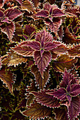 Buntnessel (Solenostemon scutellarioides) 'Copperhead'