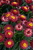 Garten-Strohblume (Bracteantha bracteata) 'Crispy Red'
