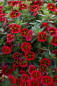 Kleinblütige Petunie (Calibrachoa parviflora) 'Cabaret Special Red Kiss'