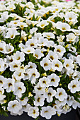 Kleinblütige Petunie (Calibrachoa parviflora) 'Conga White'