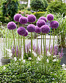 Allium giganteum