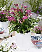 Zantedeschia Purple Symphony