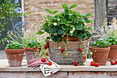 Strawberry plant in a planting basket and basil in clay pots