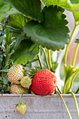 Erdbeerpflanze im Topf (Close up)