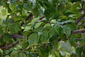 Asiatische Kornelkirsche (Cornus officinalis)