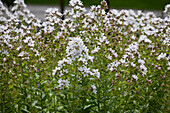 Riesen-Glockenblume (Campanula lactiflora) 'Loddon Anna'