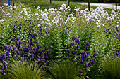 Campanula Purple Sensation, Campanula lactiflora Loddon Anna