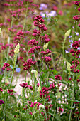 Rote Spornblume (Centranthus ruber) 'Coccineus'