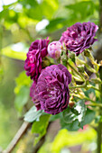 Rose (Rosa) 'Veilchenblau'