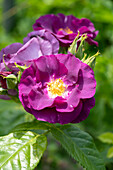 Strauchrose (Rosa) 'Rhapsody in Blue'