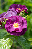 Rosa Rhapsody in Blue