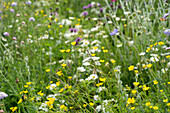 Blühende Blumenwiese