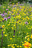 Mixed summer flowers