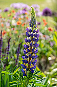 Lupinie (Lupinus) 'The Governor'