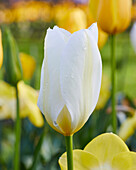 Tulipa Purissima