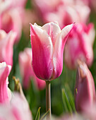 Tulipa Sanne