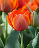 Tulpe (Tulipa) 'Ad Rem'