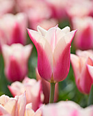 Tulpe (Tulipa) 'Sanne'