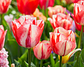 Tulipa Spryng Break