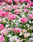 Tulipa Foxtrot