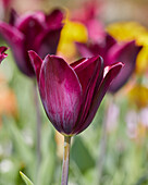 Tulpe (Tulipa) 'Havran'