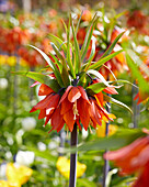 Kaiserkrone (Fritillaria imperialis)'Rubra Maxima'