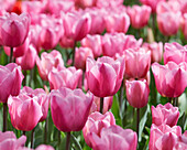 Tulipa Pink Twist